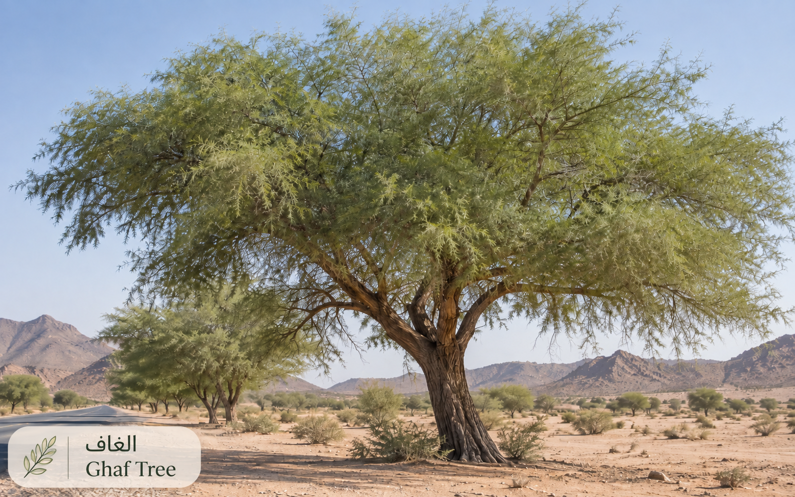الغاف — Prosopis cineraria