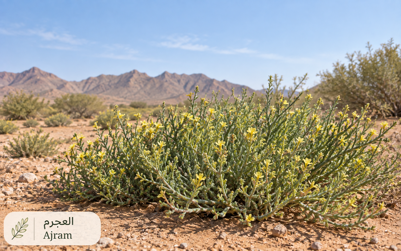 العجرم — Helianthemum lippii