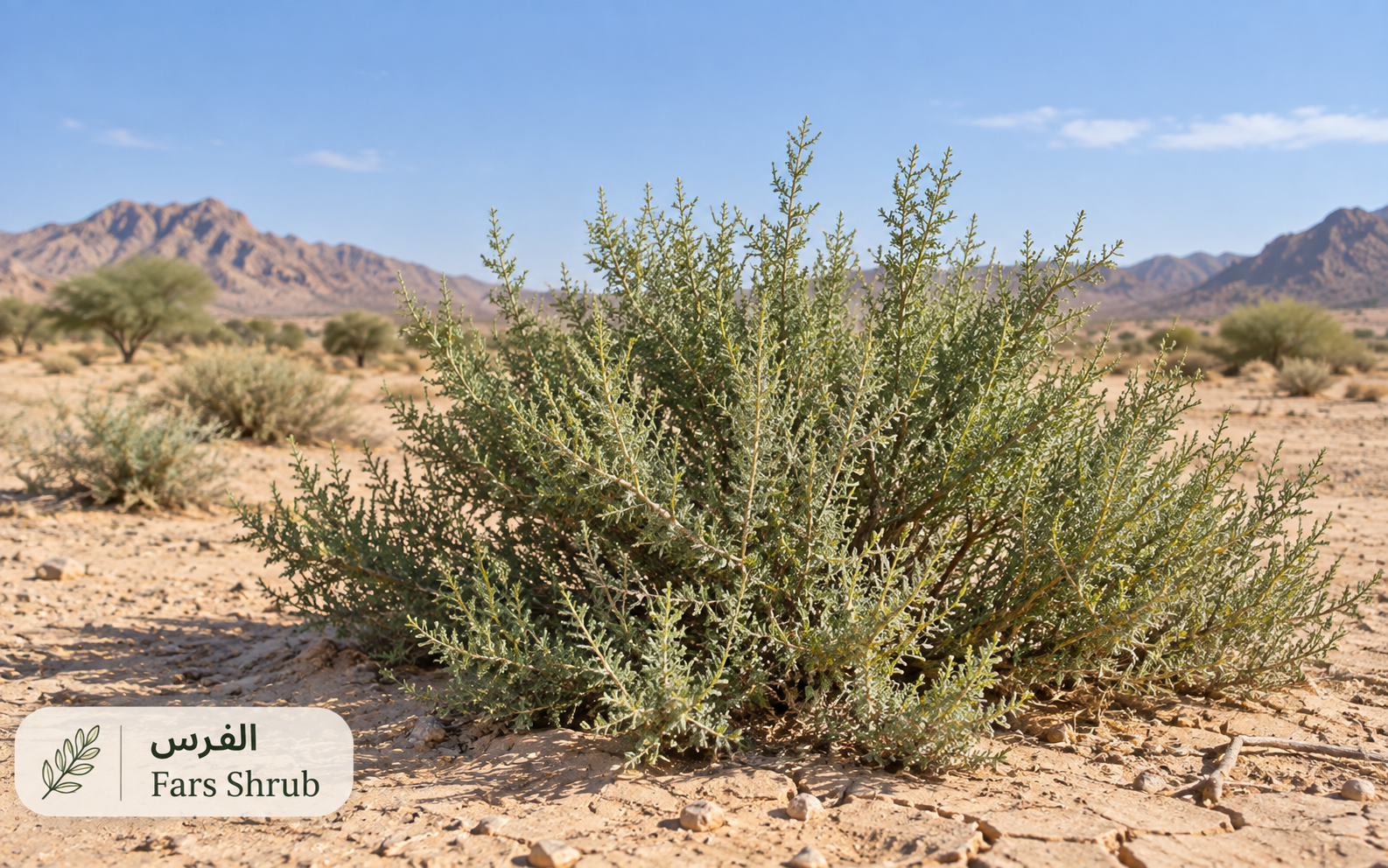 الفرس — Cornulaca monacantha