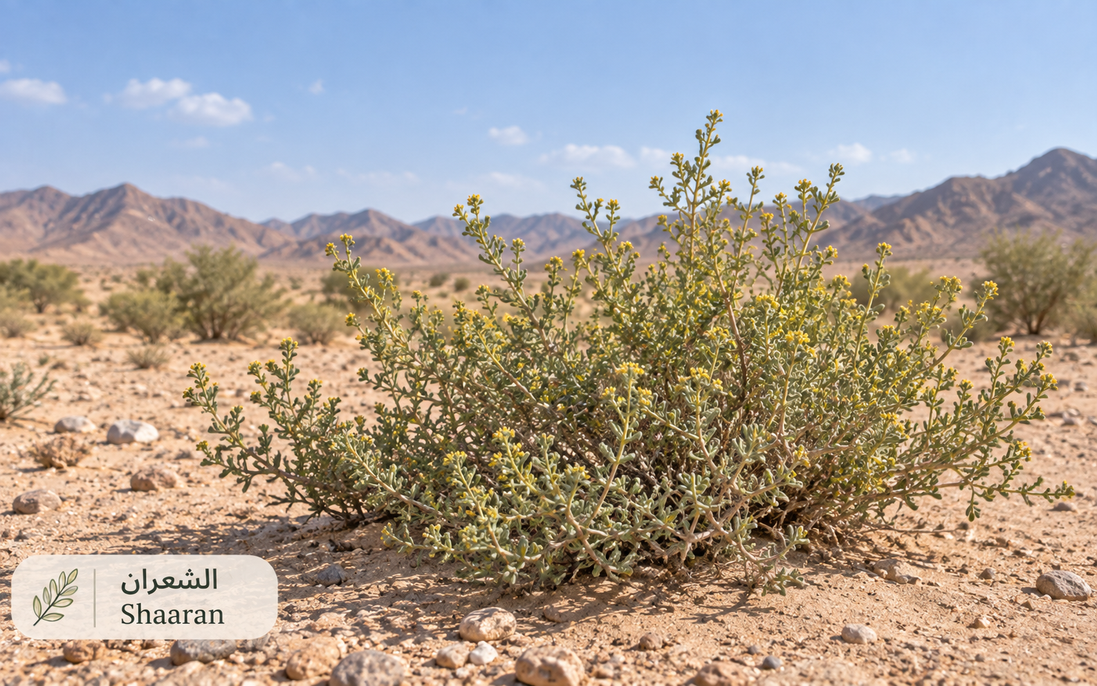 الشعران — Rhanterium epapposum