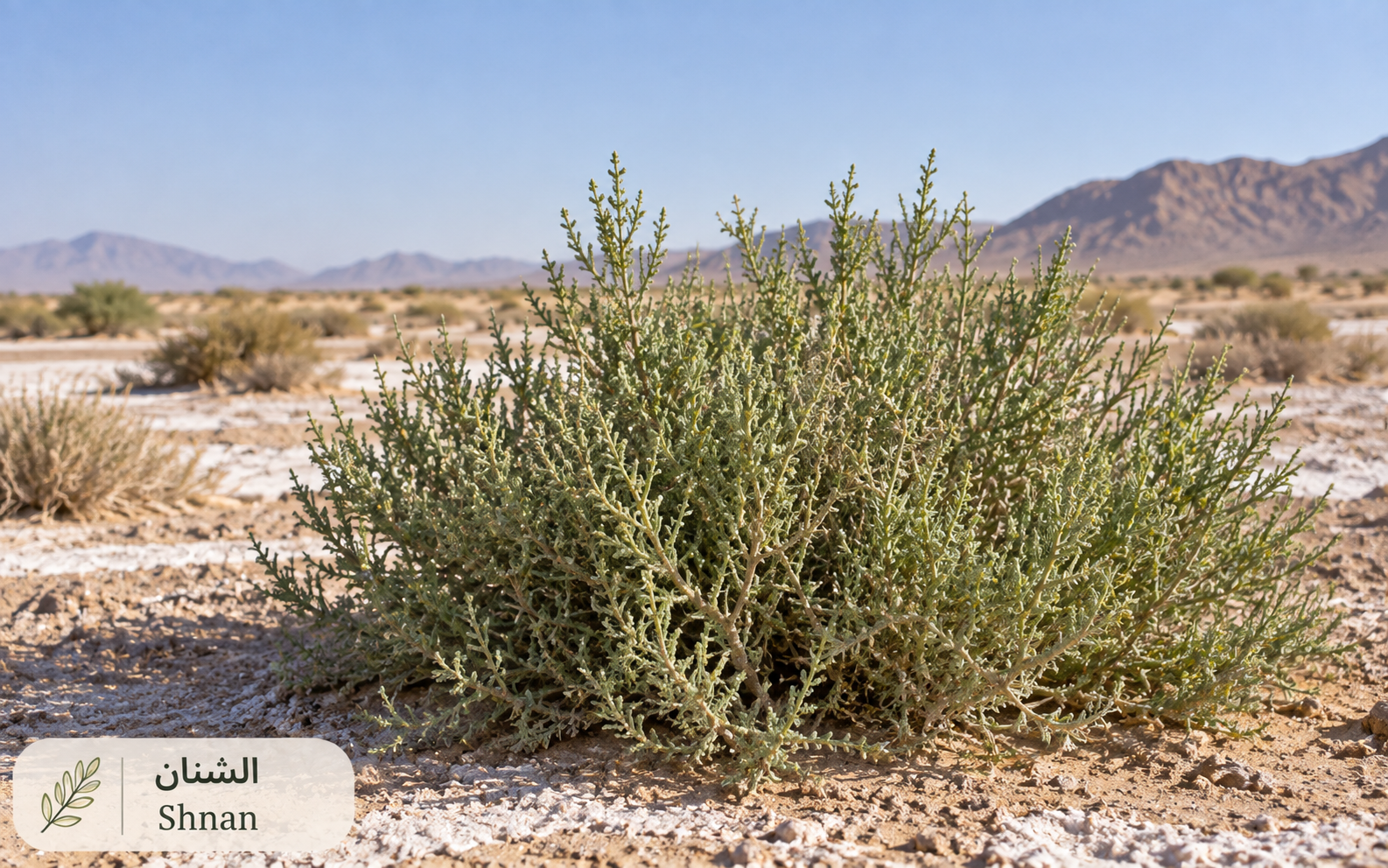 الشنان — Seidlitzia rosmarinus