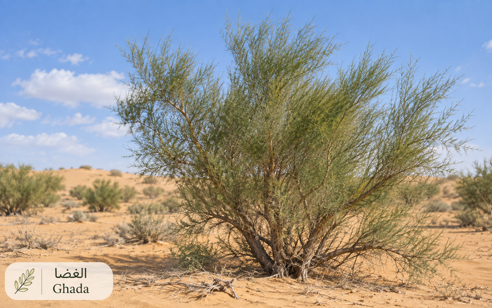 الغضا — Haloxylon persicum