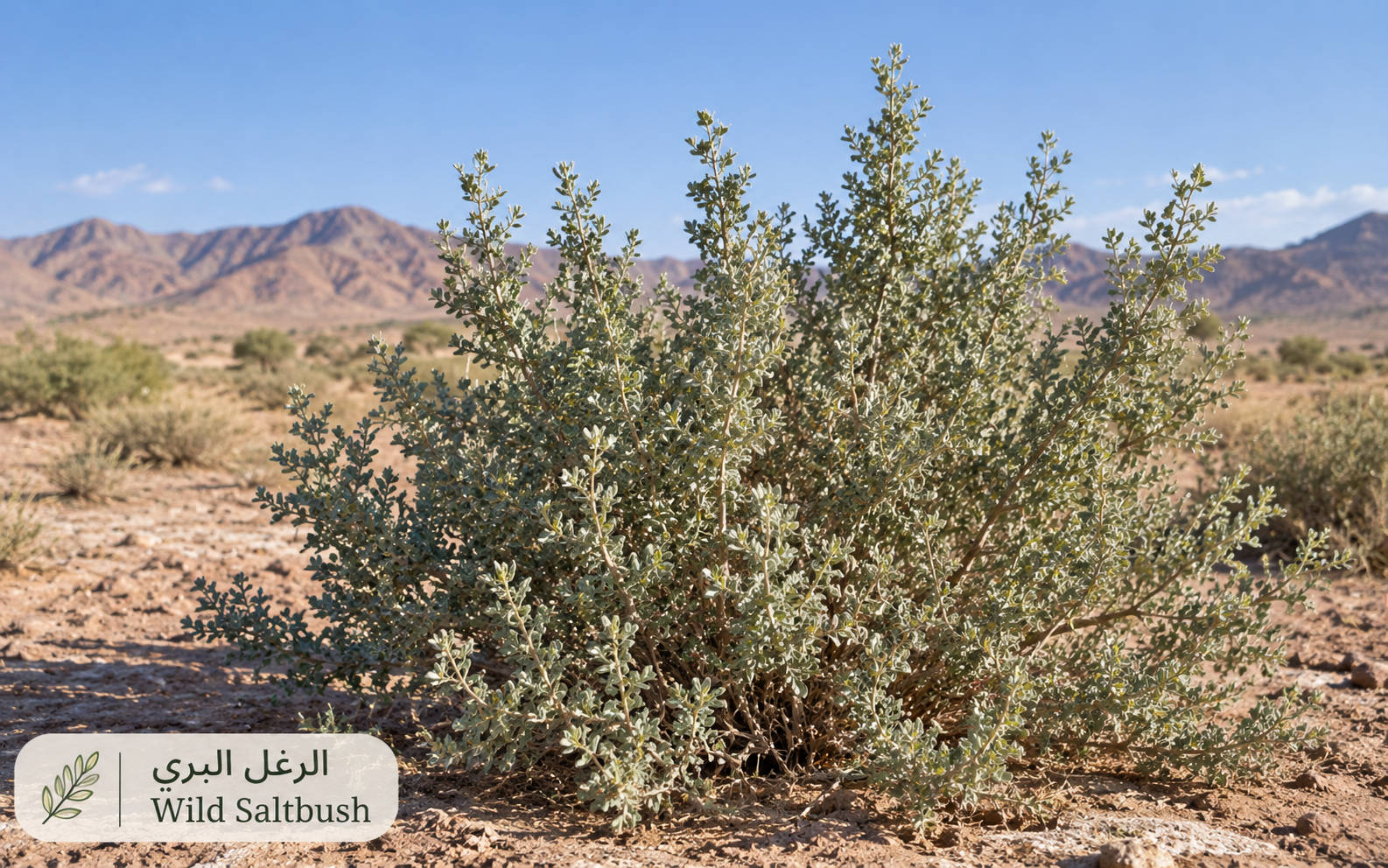 الرغل البري — Atriplex halimus