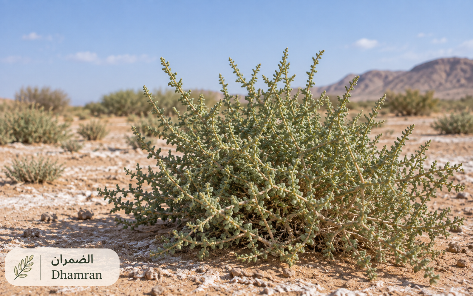 الضُمران — Salsola imbricata