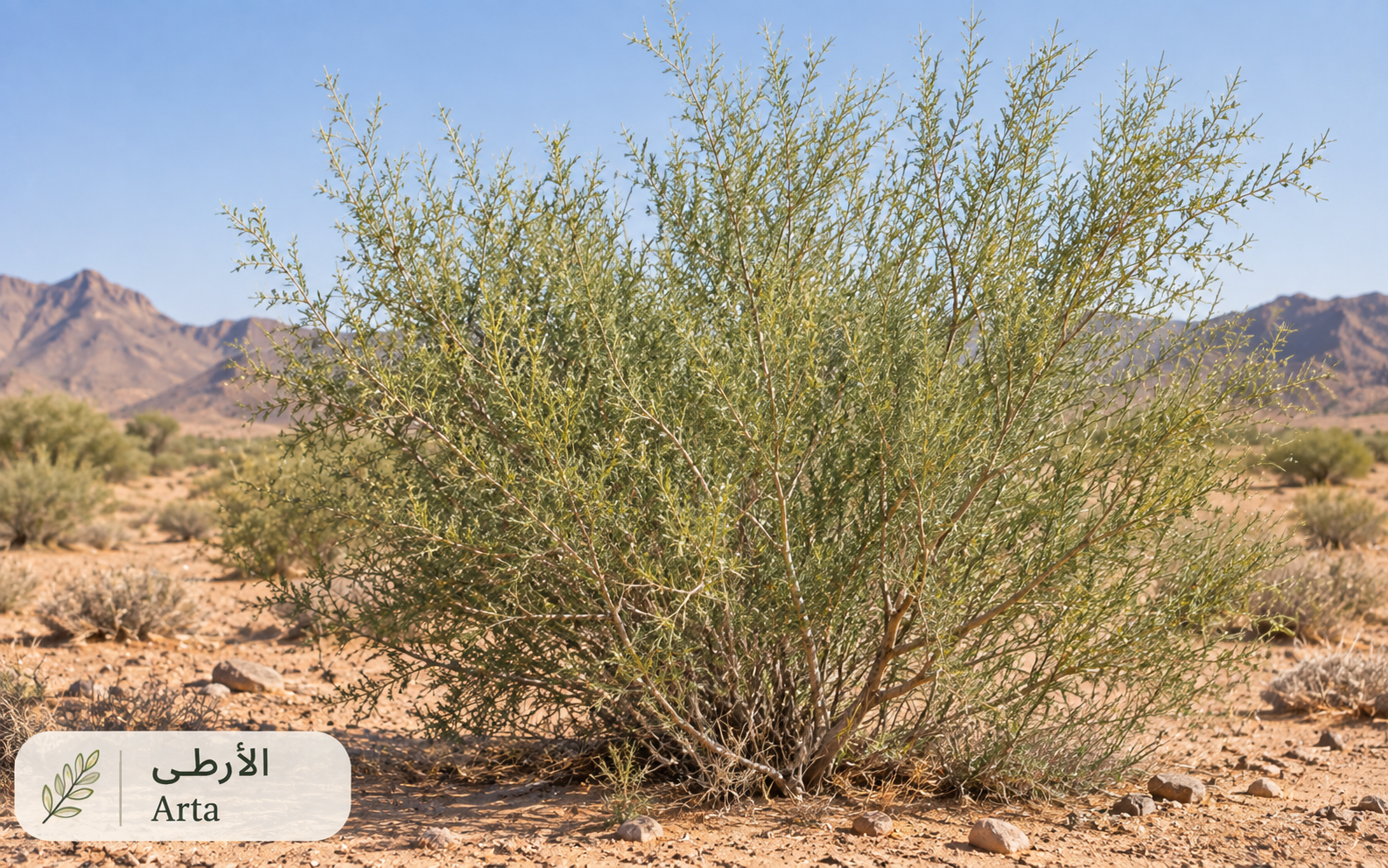 الأرطى — Calligonum comosum