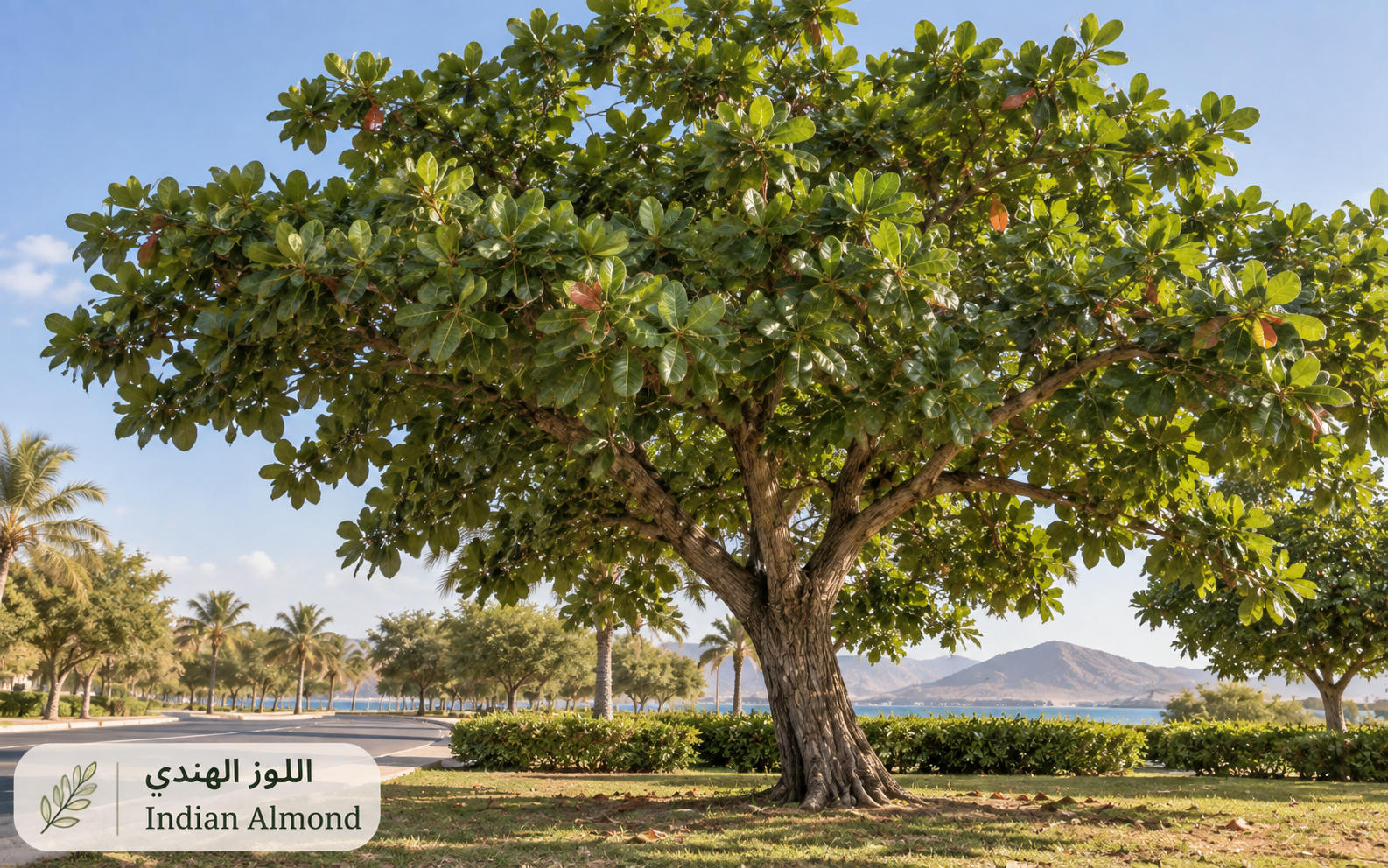 اللوز الهندي — Terminalia catappa