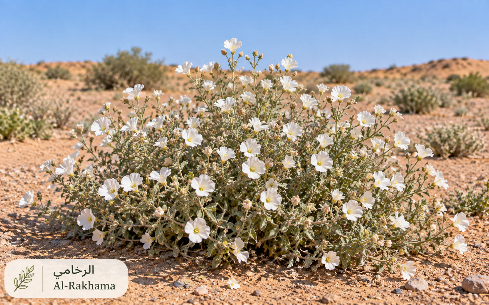 الرخامى — Anvillea garcinii