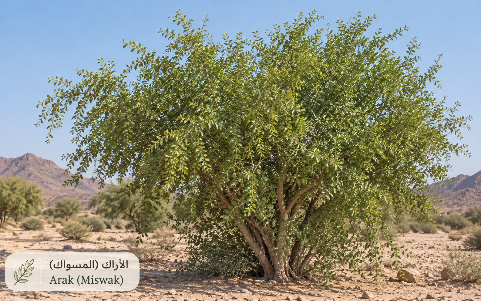 الأراك (المسواك) — Salvadora persica