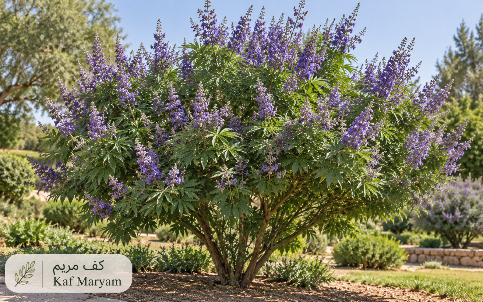 كف مريم — Vitex agnus-castus