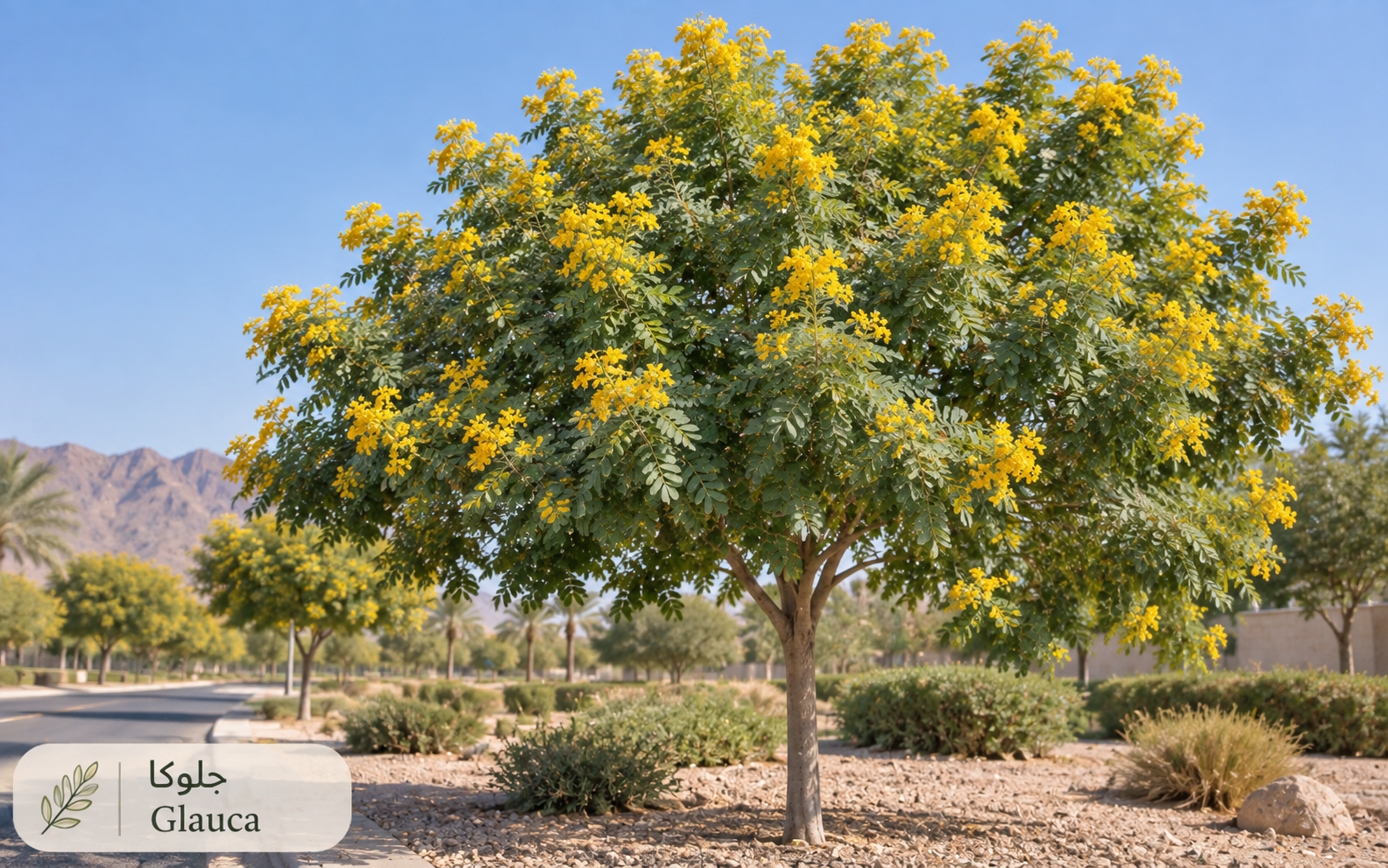 جلوكا — Eucalyptus glauca