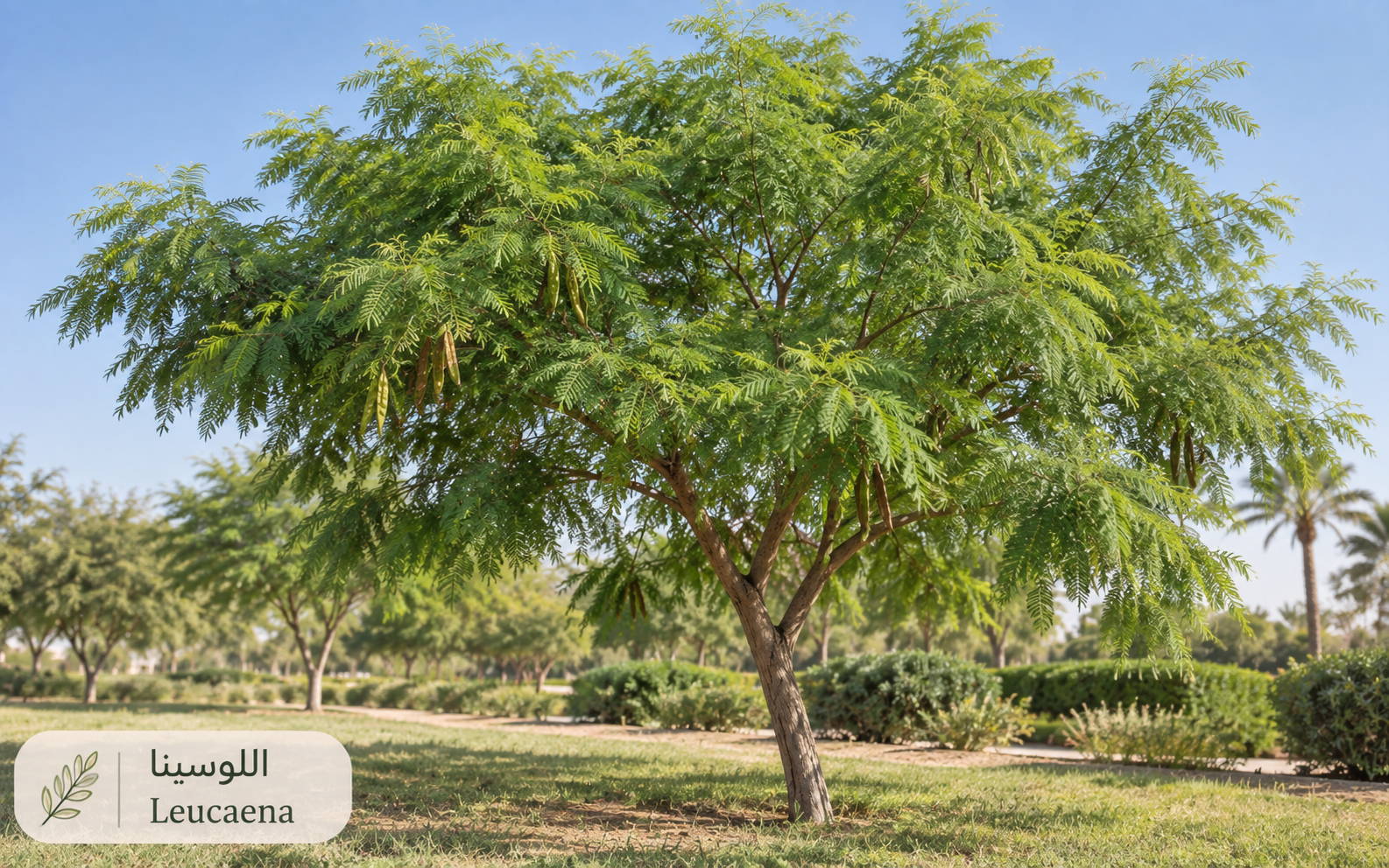 اللوسينا — Leucaena leucocephala