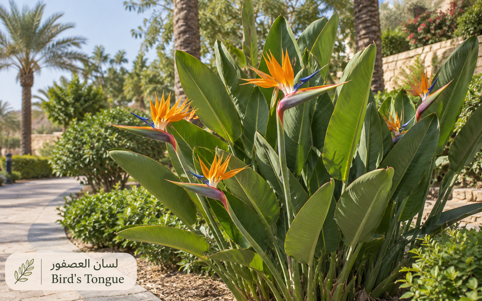 لسان العصفور — Strelitzia reginae