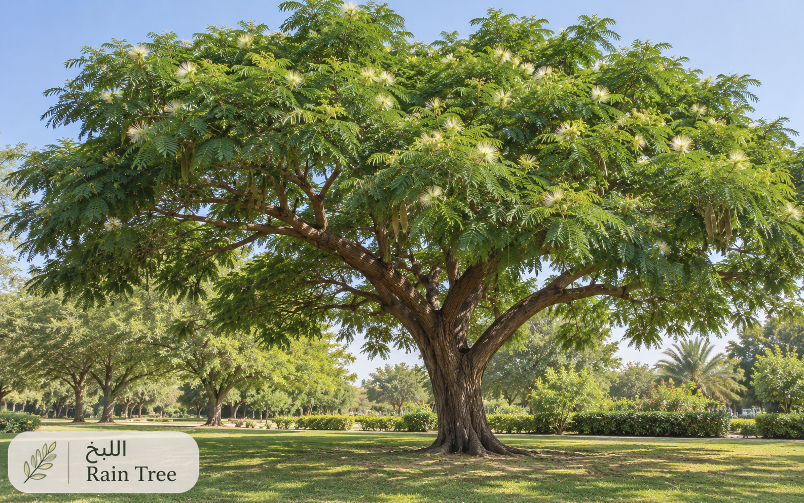 اللبخ (شجرة المطر) — Albizia lebbeck