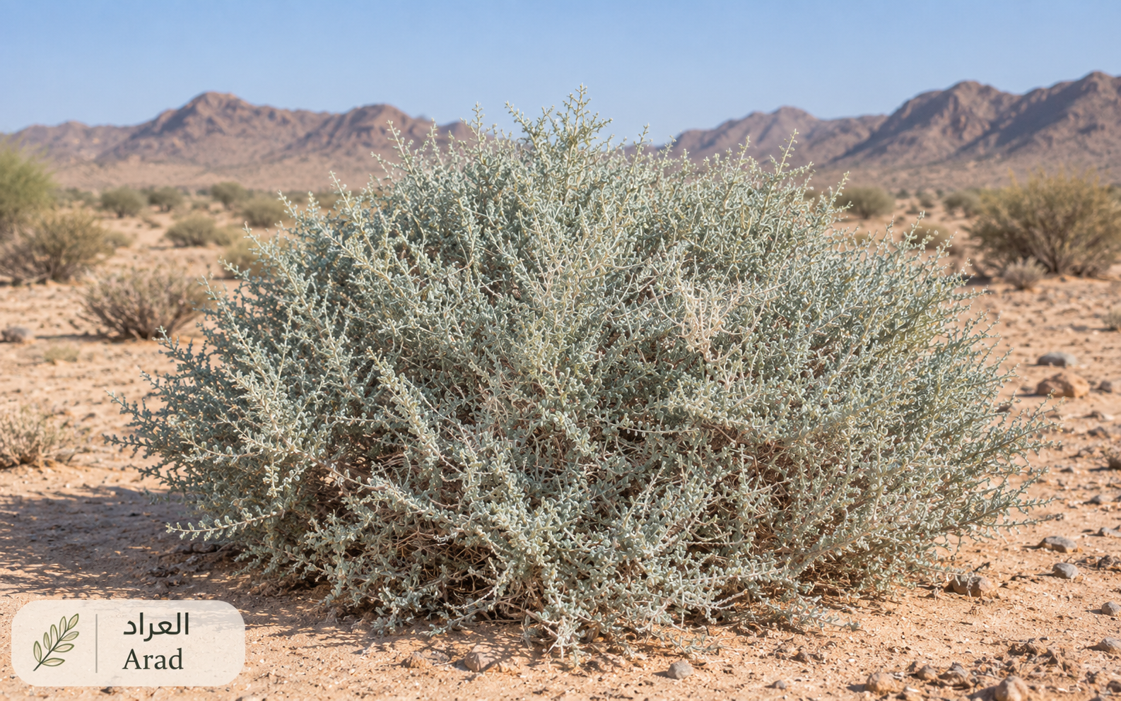 العرّاد — Rhanterium adpressum