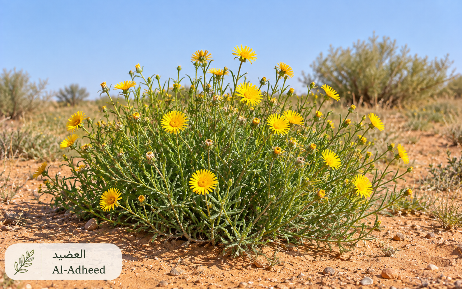 العضيد (الليمون الصحراوي) — Cymbopogon schoenanthus