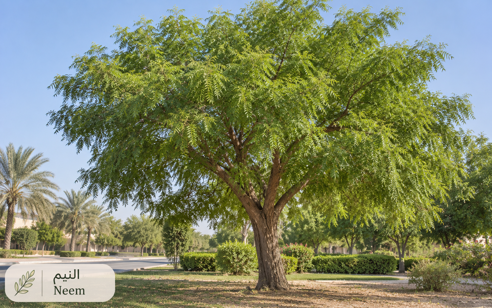 النيم — Azadirachta indica