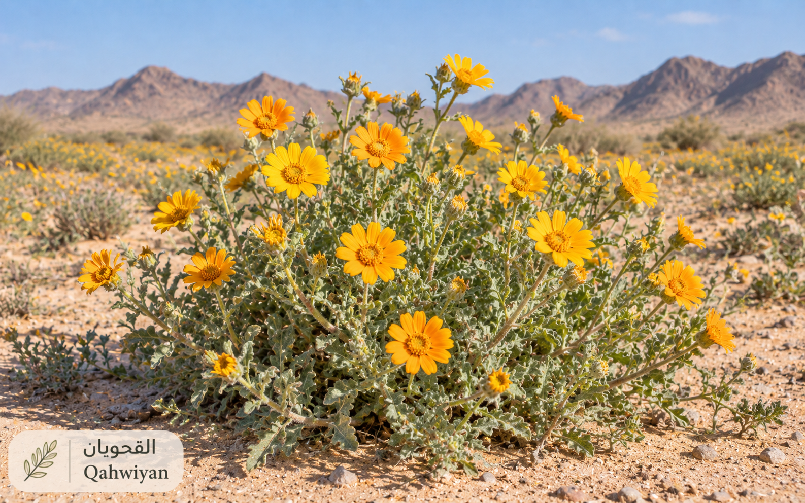 القحويان — Calendula arvensis