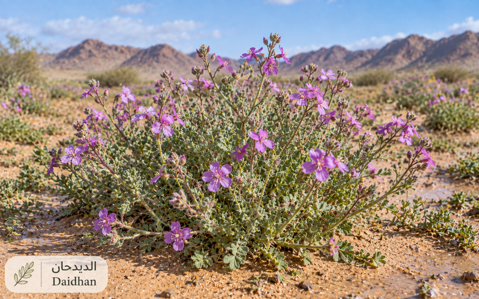 الديدحان — Erodium glaucophyllum