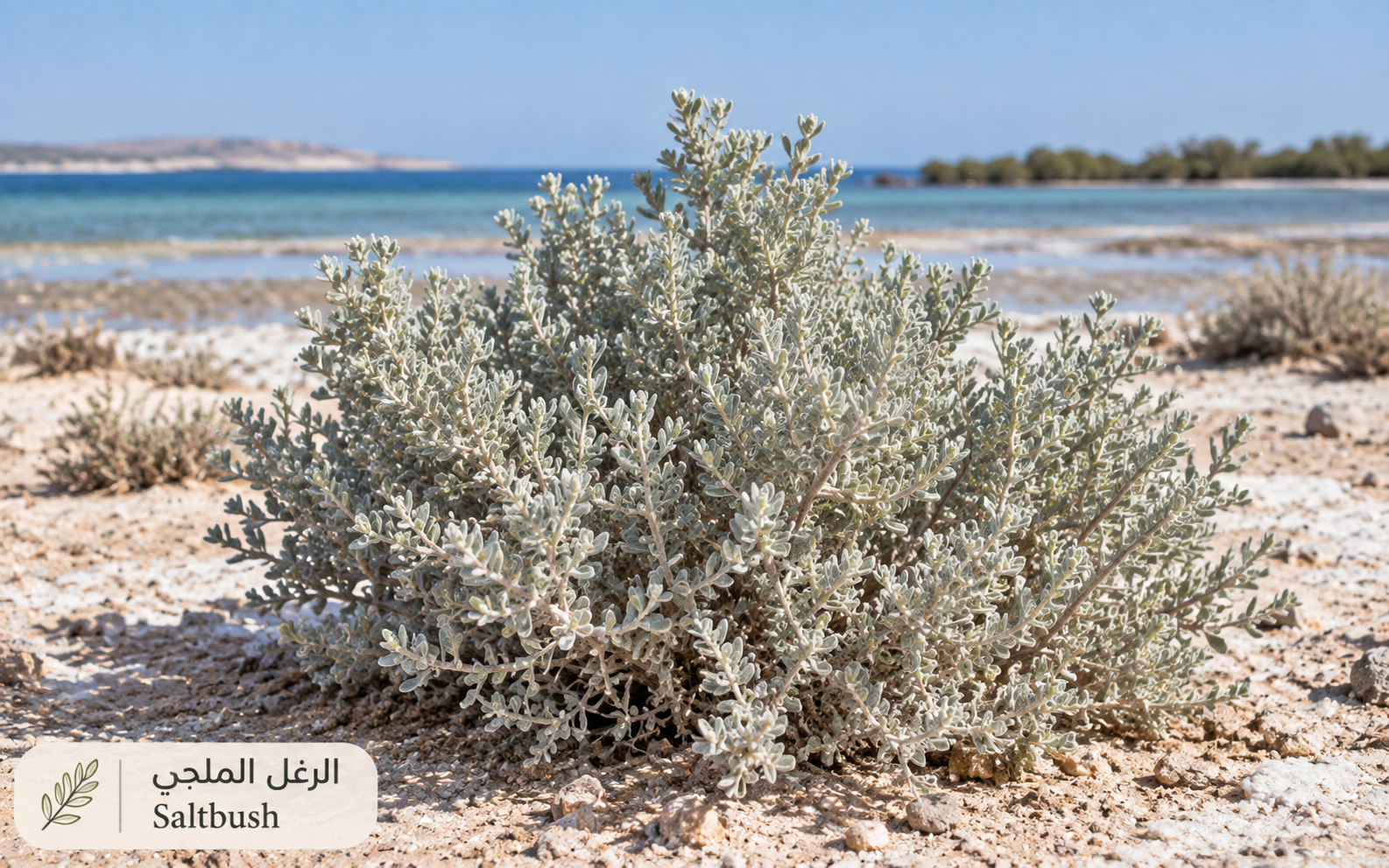 الرغل المِلحي — Atriplex halimus