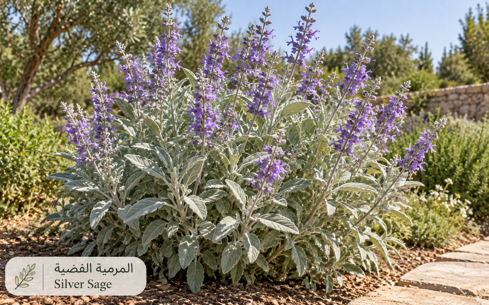 المرمرية الفضية — Salvia officinalis