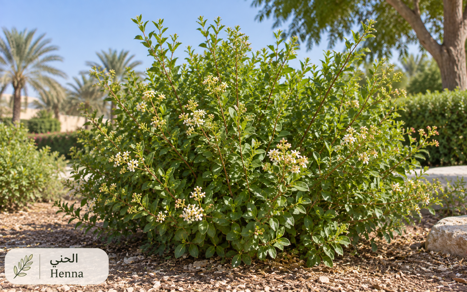 الحنّاء — Lawsonia inermis