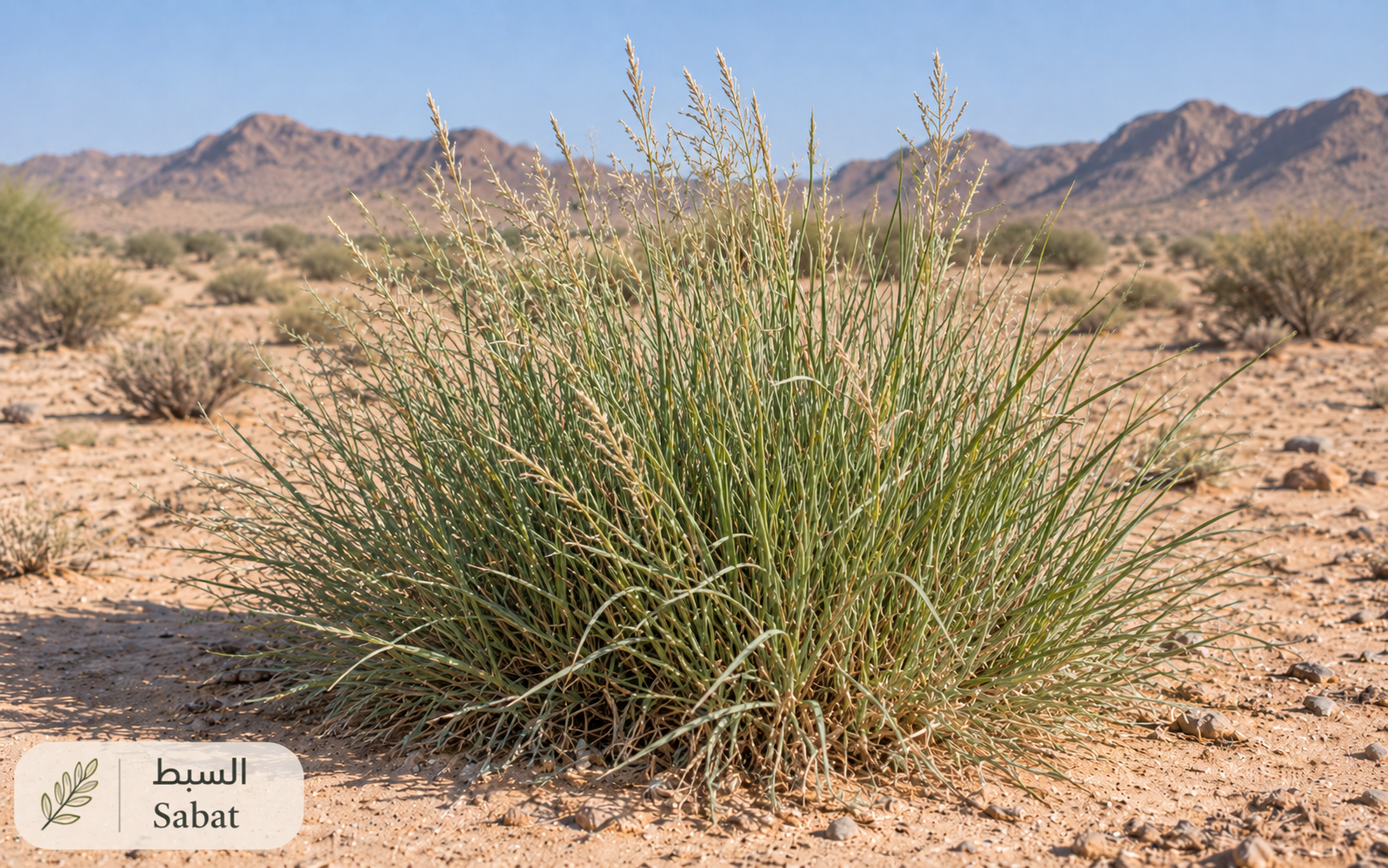 السبط — Stipagrostis plumosa