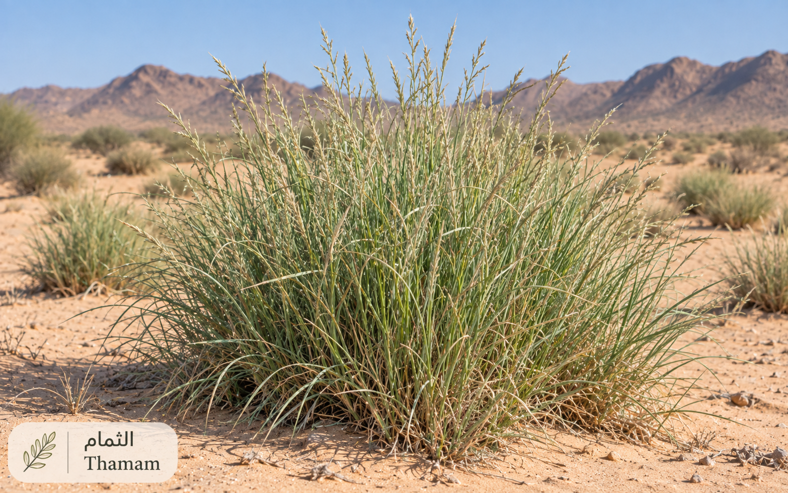 الثمام — Panicum turgidum