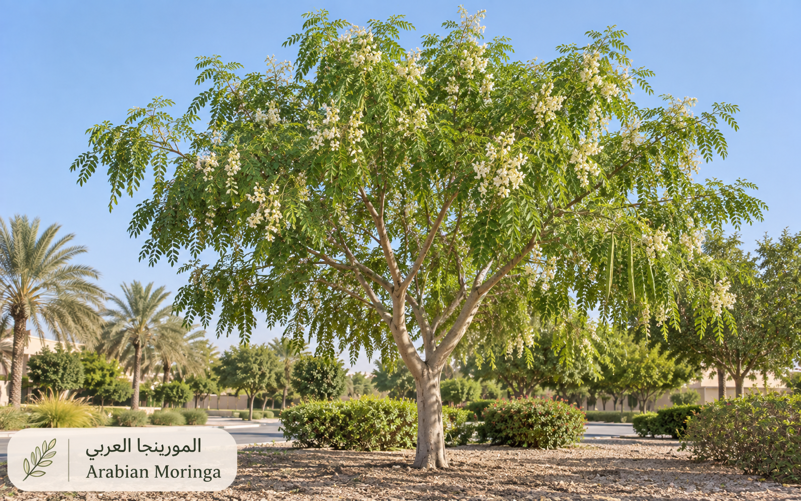 المورينجا العربي (غصن البان) — Moringa peregrina