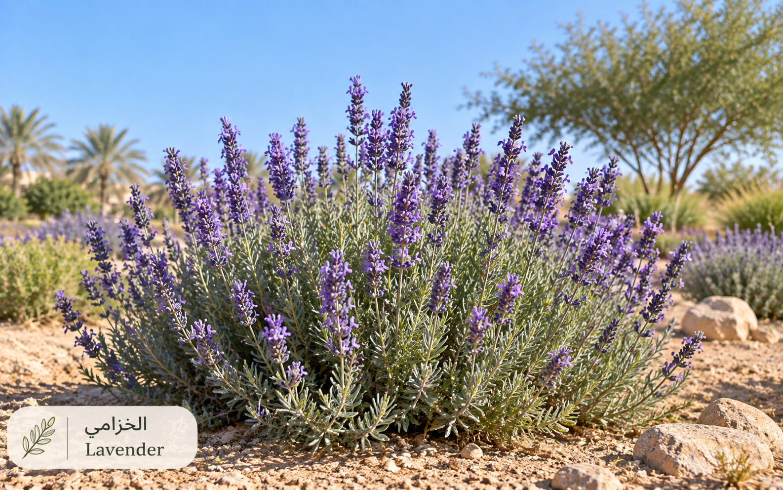 الخزامى — Lavandula dentata