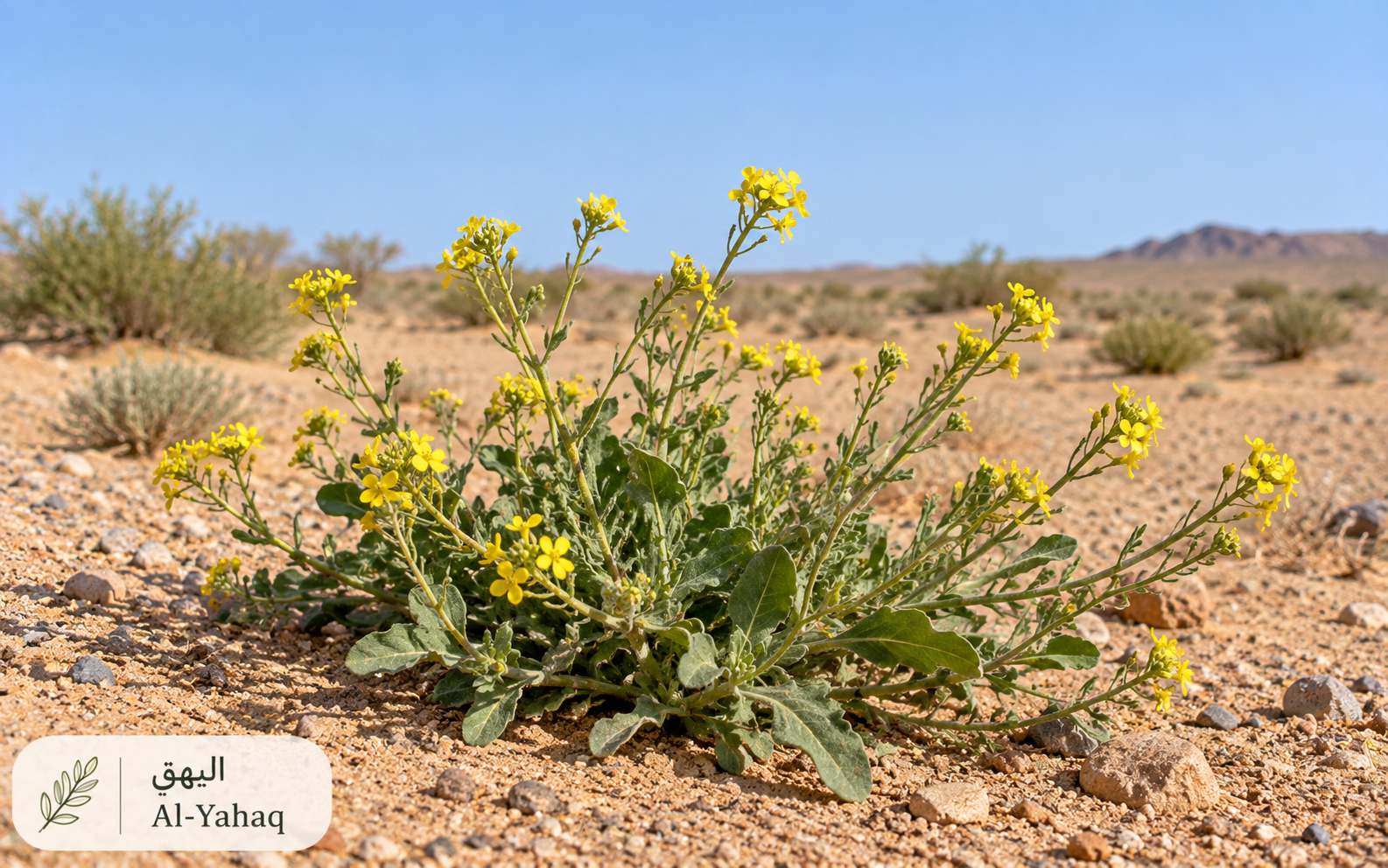 اليهق — Pulicaria crispa