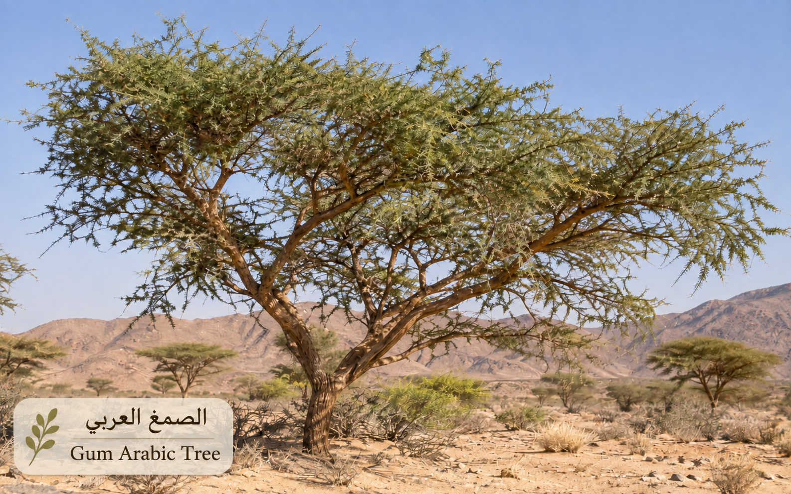 الصمغ العربي — Senegalia senegal