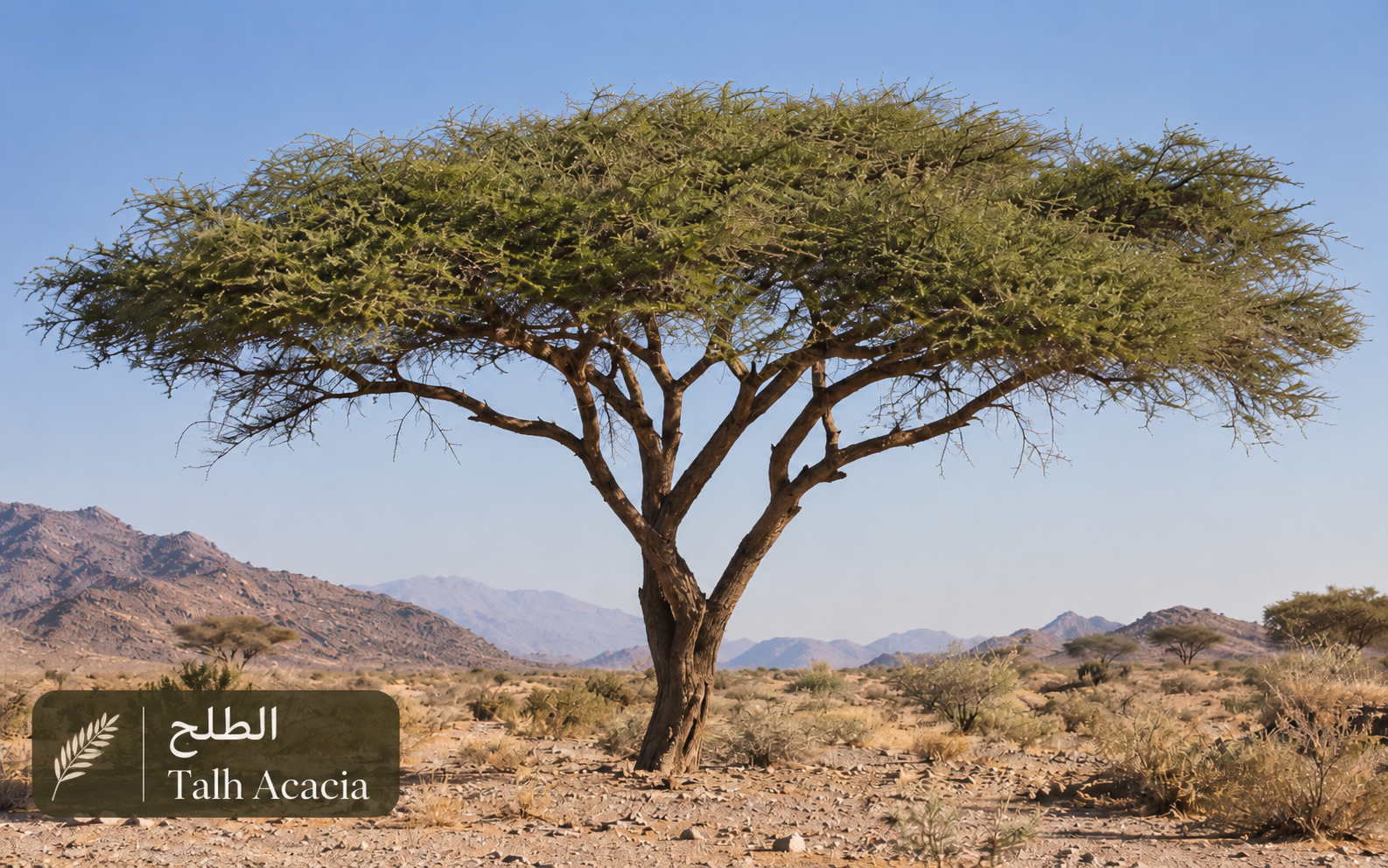 الطلح — Vachellia tortilis