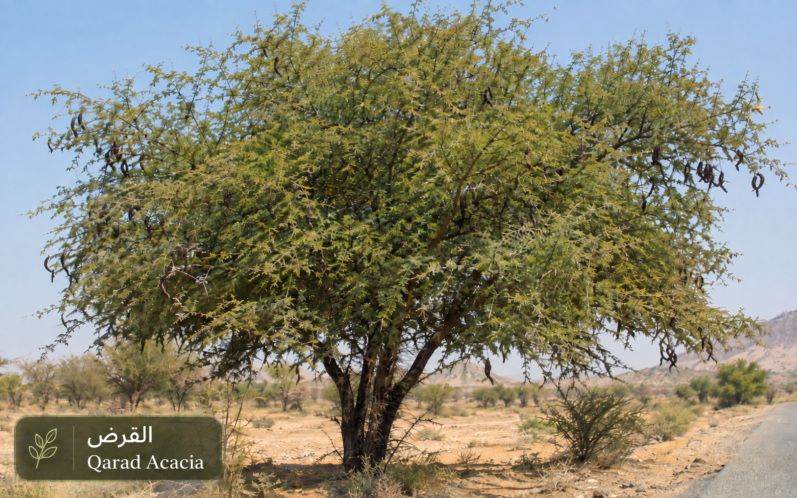 القرض — Vachellia nilotica