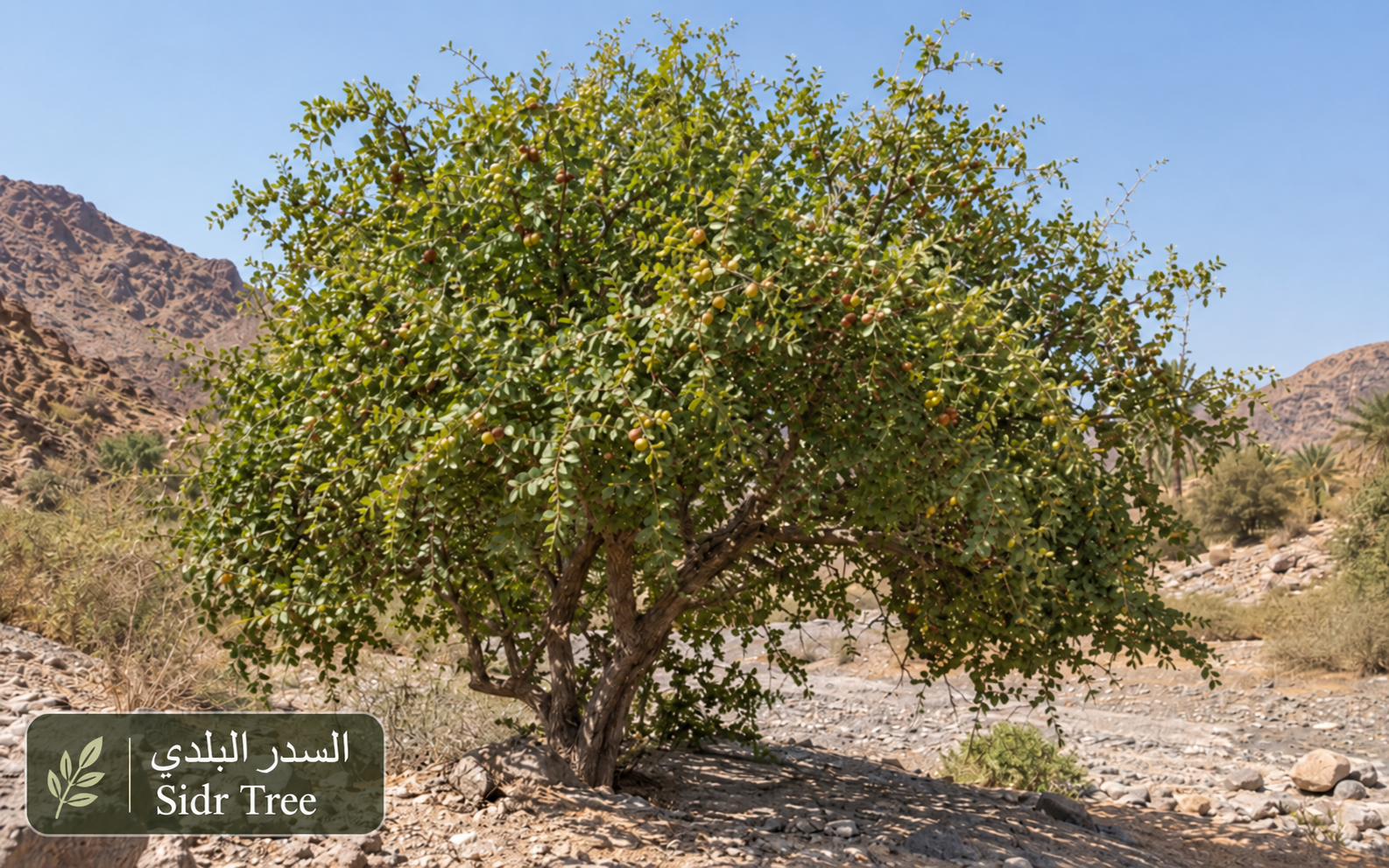 السدر البلدي — Ziziphus spina-christi