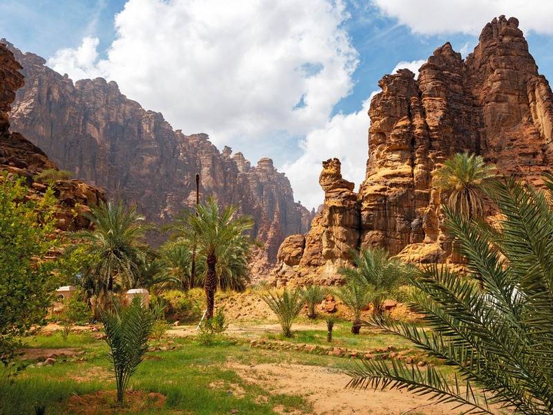 واحة نخيل داخل محمية زيرو كاربون
